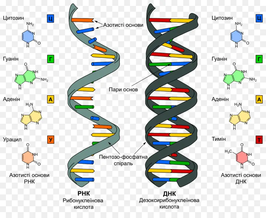 El Adn Y El Arn，Arn PNG