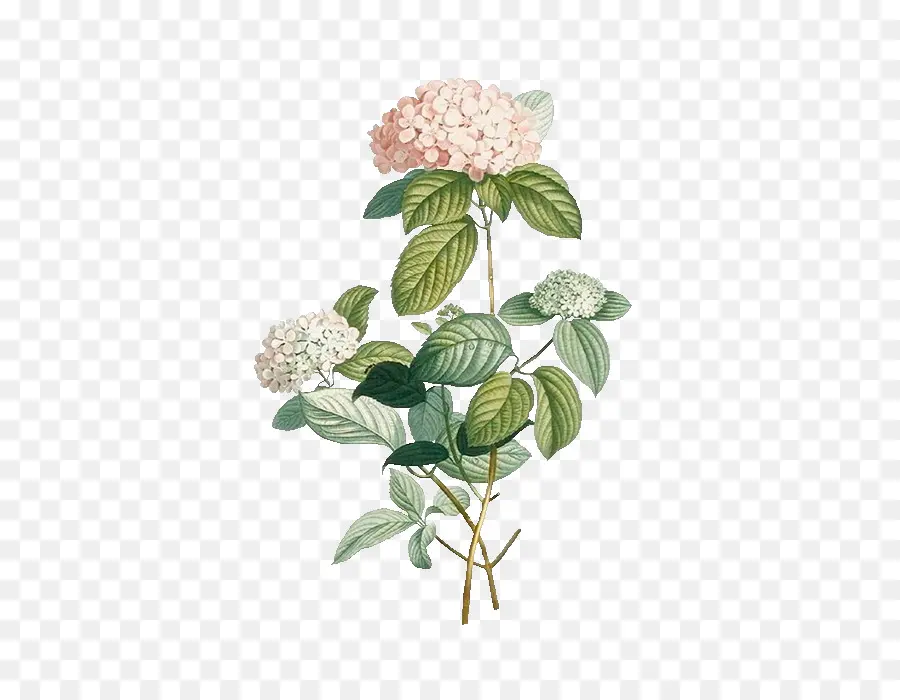 Hortensia，Flor PNG