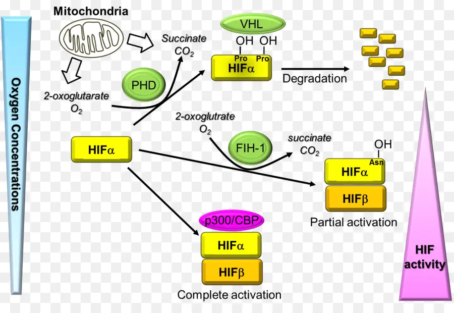 Hypoxiainducible Factores，Egln1 PNG