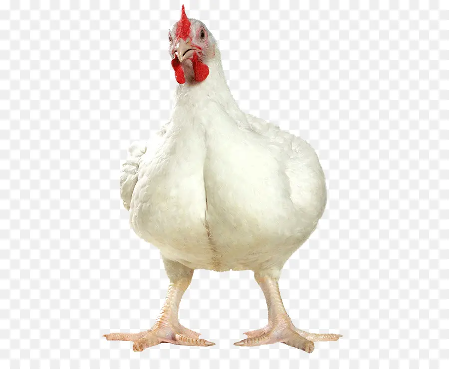 Cornish Pollo，De Pollos De Engorde PNG