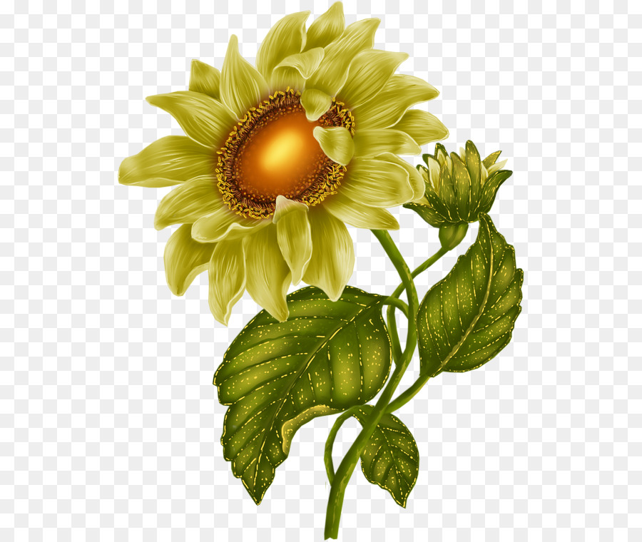 Girasol Amarillo，Hojas Verdes PNG