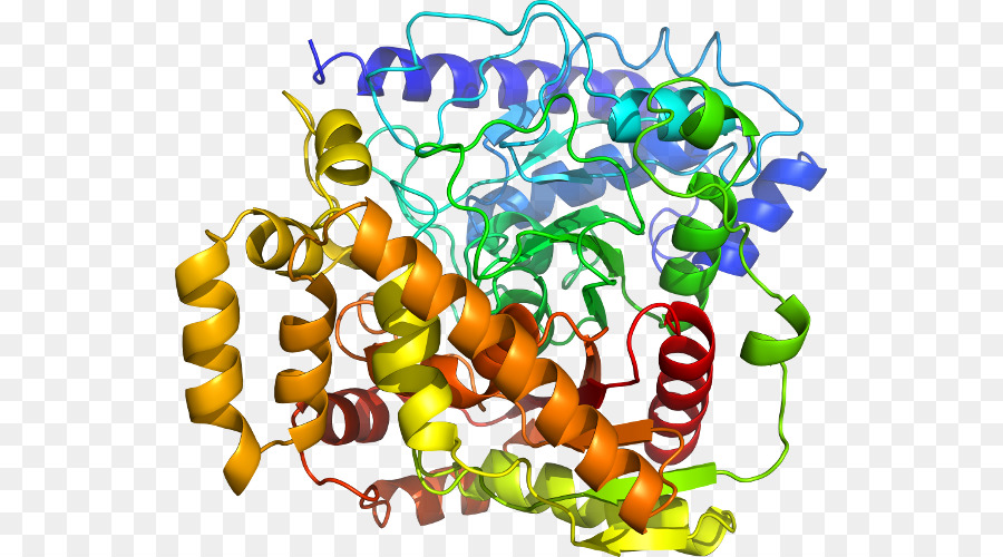 Proteína，Molécula PNG