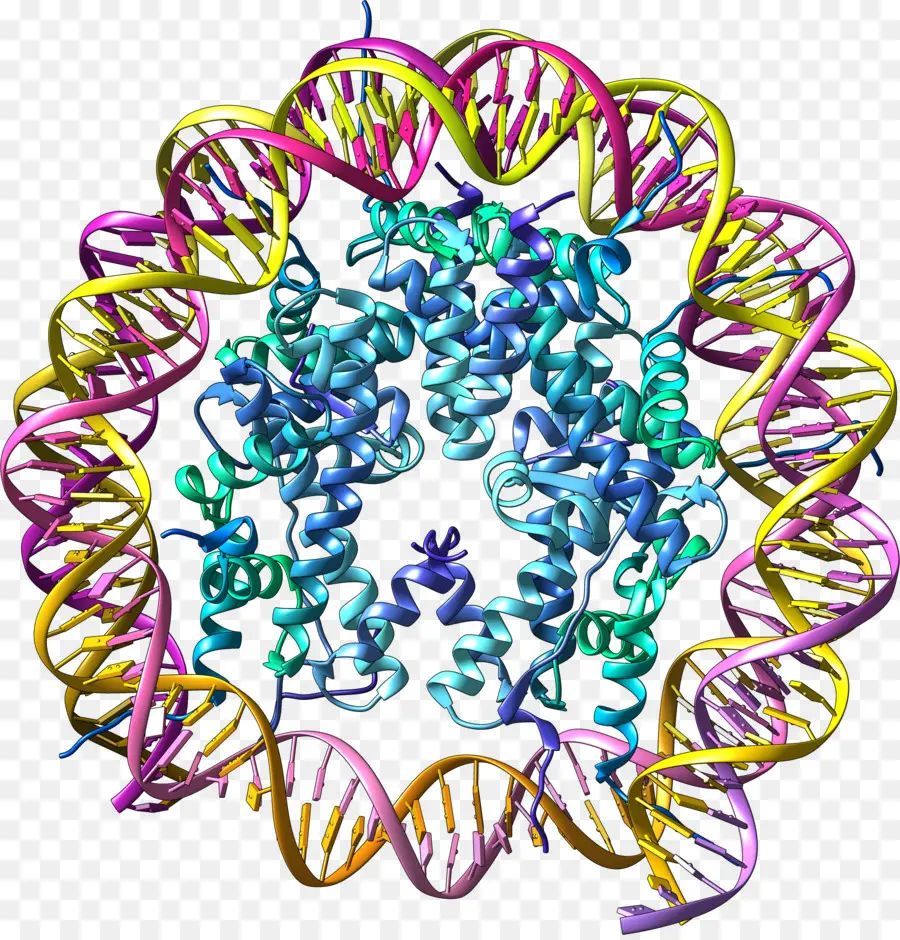 Estructura Del Adn，Genética PNG