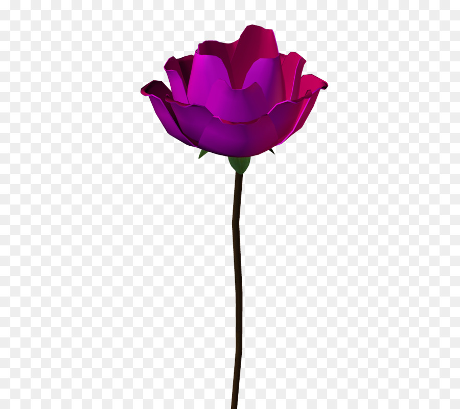 Rosa，Floración PNG