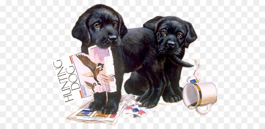 Labrador Retriever，Cachorro PNG