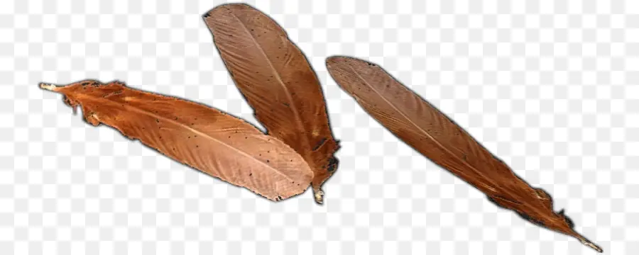 Plumas Marrones，Pájaro PNG