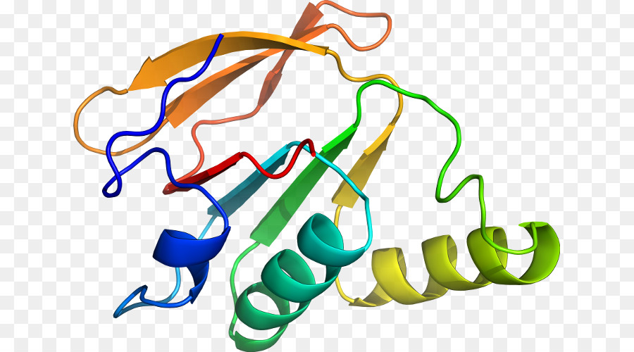 Estructura De La Proteína，Biología PNG