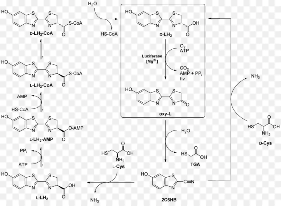 Fórmula Estructural，La Química PNG