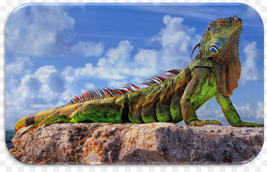 Lagarto，Iguana Verde PNG