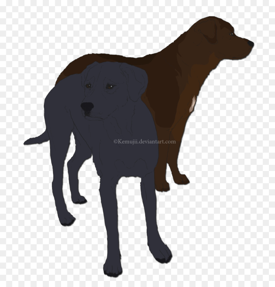 Labrador Retriever，Flatcoated Retriever PNG