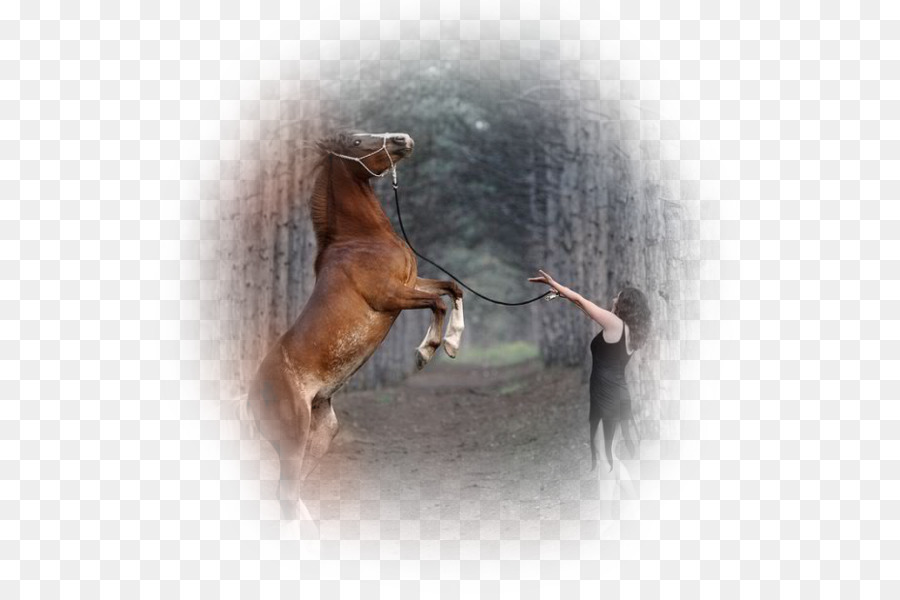 Caballo，Espectáculo De Caballos PNG