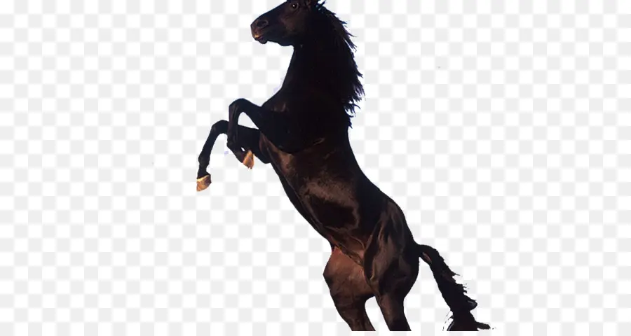 Caballo，Iphone 4 PNG