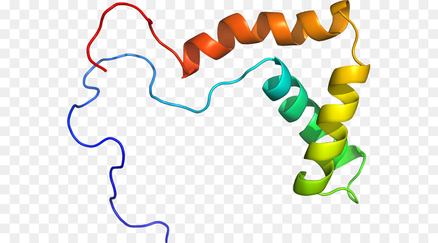 La Proteína，La Hemoglobina PNG