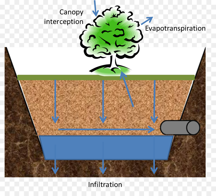 Suspirando Luz Mi Alma Reflexiones A Lo Largo De Un Camino De Fe，árbol PNG