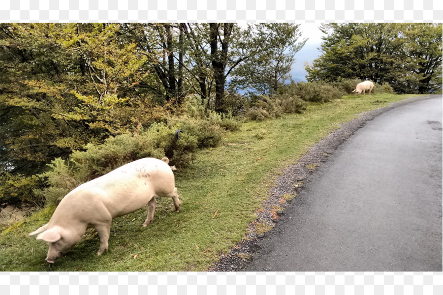 Cerdo，Los Pastos PNG