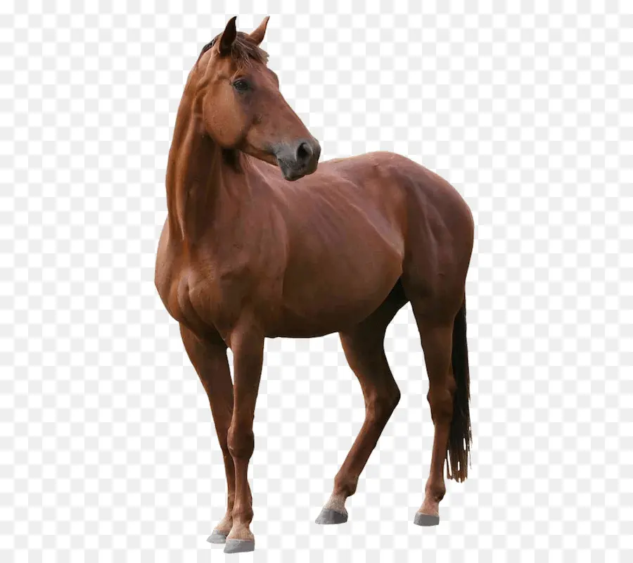 Shire De Caballo，Una Fotografía De Stock PNG