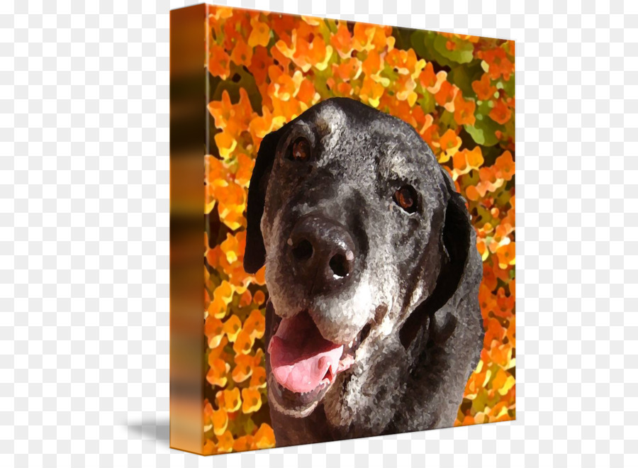 Labrador Retriever，Plott Hound PNG