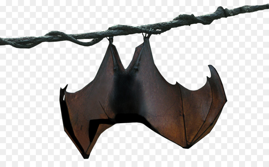 Bat，Stellaluna PNG