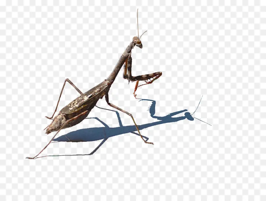 Mantis，Crédito PNG