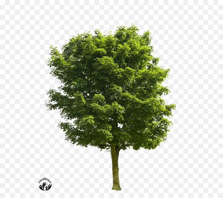 árbol Verde，Hojas PNG