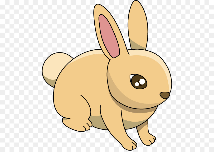 Conejo，Conejito PNG