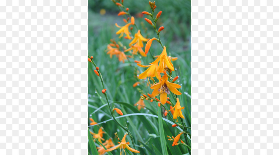 Montbretia，Flores Silvestres PNG