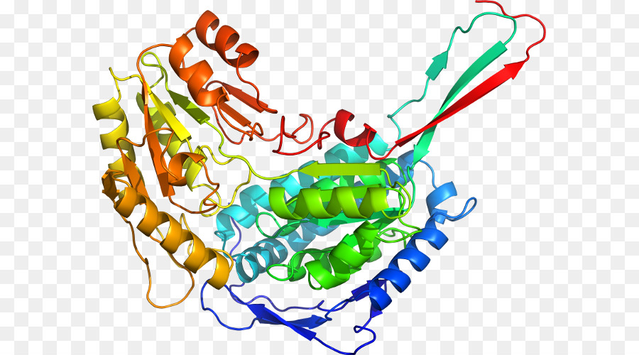 Estructura De La Proteína，Molécula PNG