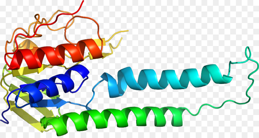 Estructura Proteica，Biología PNG