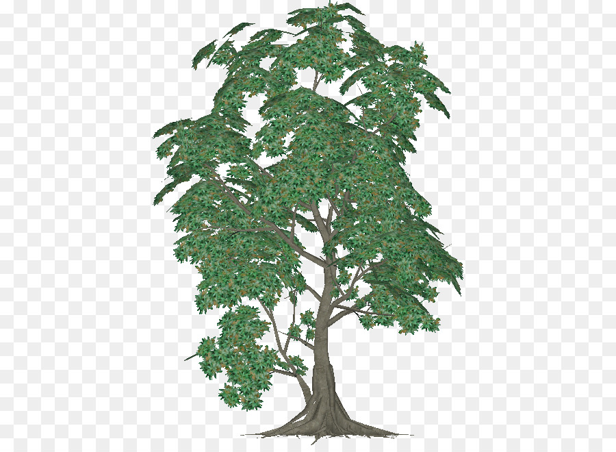 Dibujo De árbol，Bosquejo PNG