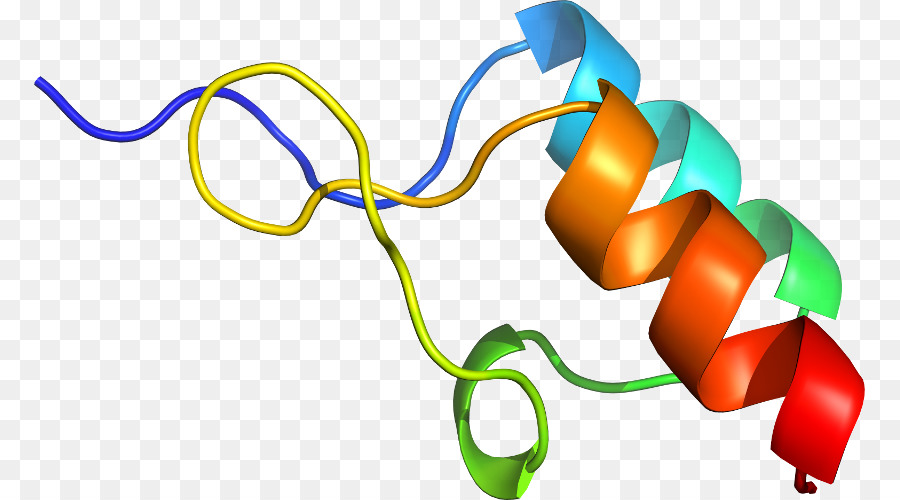 Estructura De La Proteína，Molécula PNG