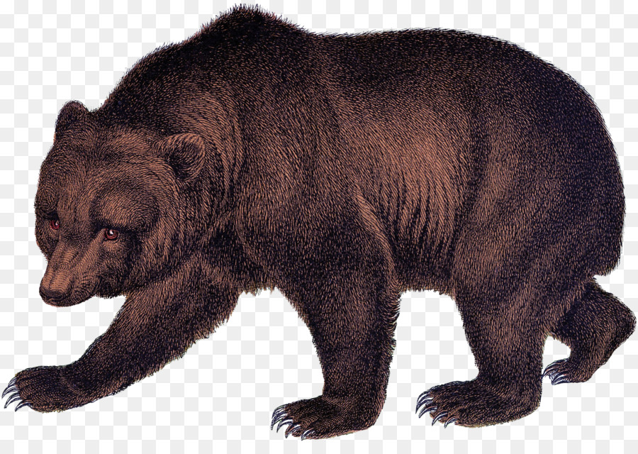 Grizzly Bear，El Oso Negro Americano PNG