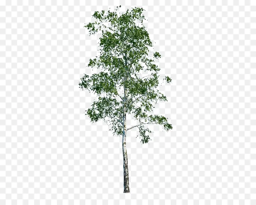 árbol Verde，Árbol PNG