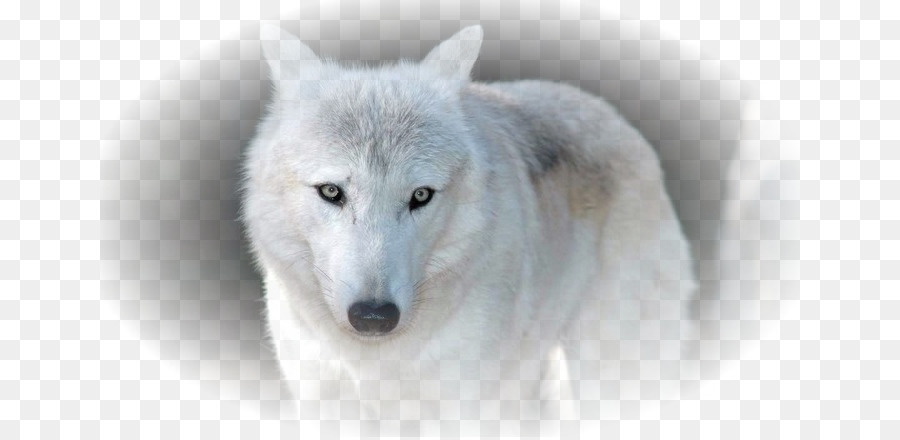 Lobo Blanco，Canino PNG