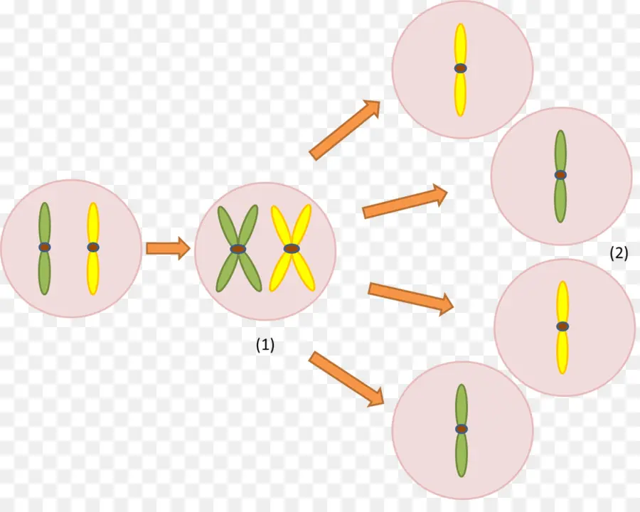 Meiosis，El Cromosoma PNG