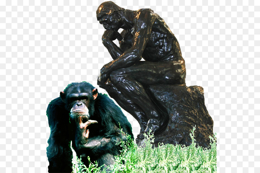 Chimpancé Común，Occidental Gorila PNG