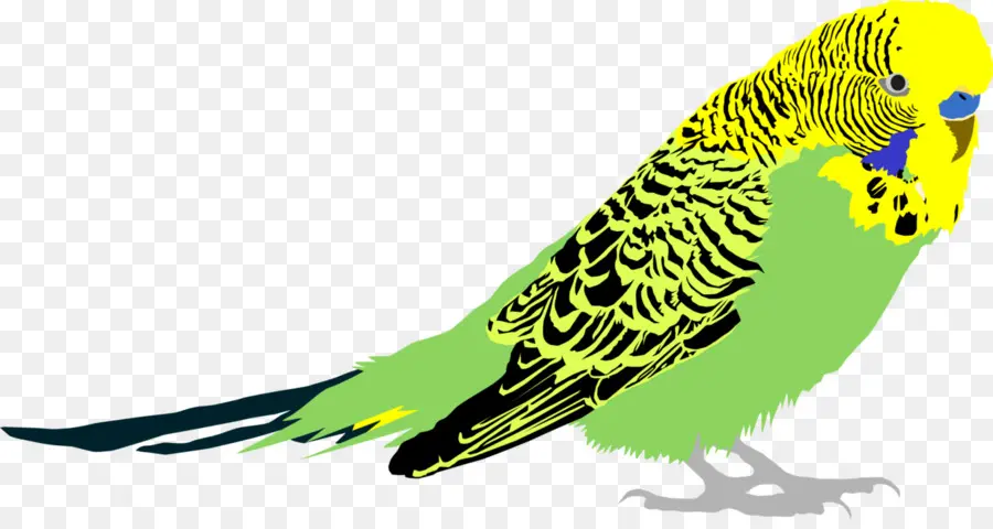 Periquito Verde，Mascota PNG