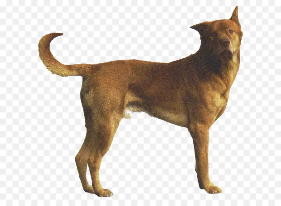 Raza De Perro，Rara Raza De Perro PNG