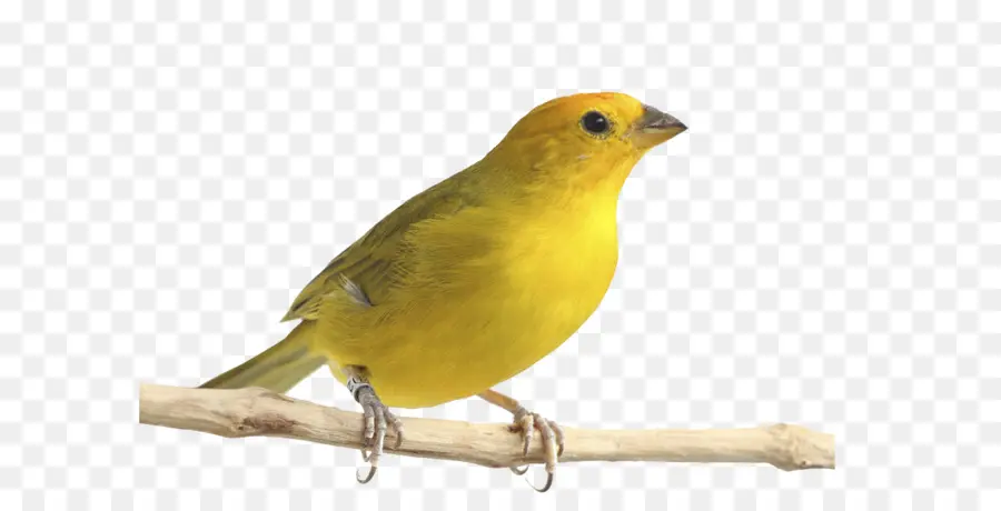 Atlantic Canary，Saffron Finch PNG