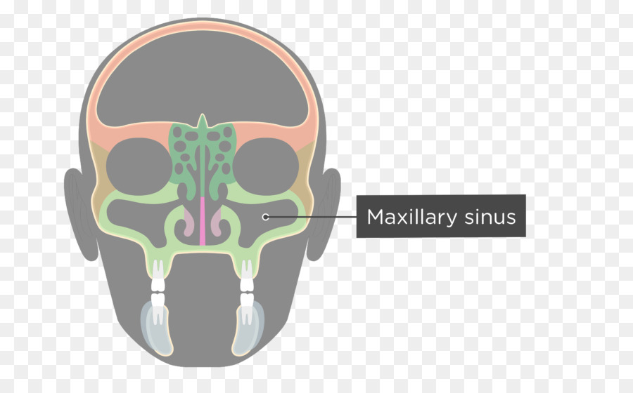 Esqueleto Facial，En El Maxilar Superior PNG