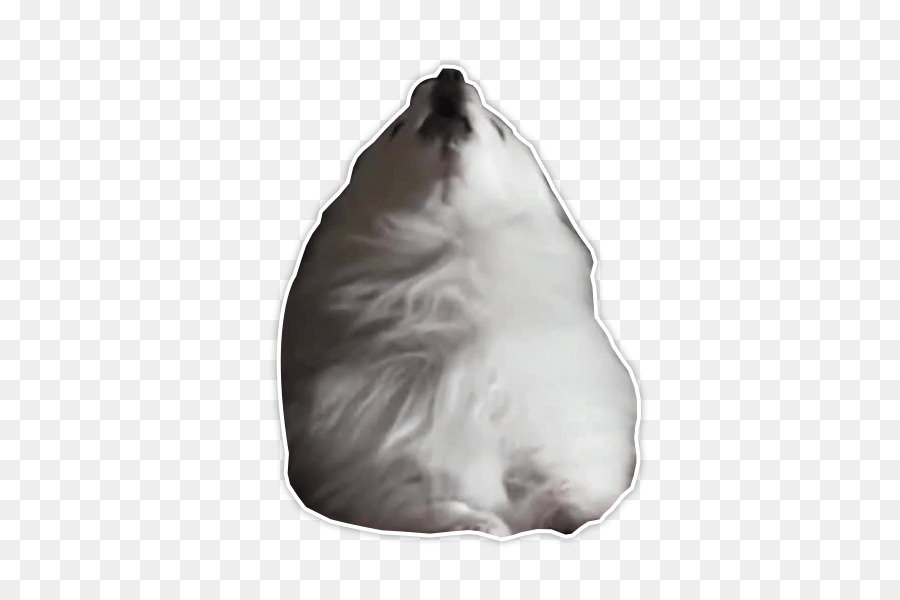 Pomeranio，Perro Esquimal Americano PNG