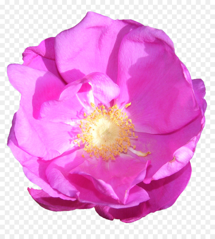 Rosas De Jardín，Rosa De Repollo PNG