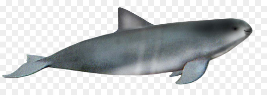 Ballena，Océano PNG