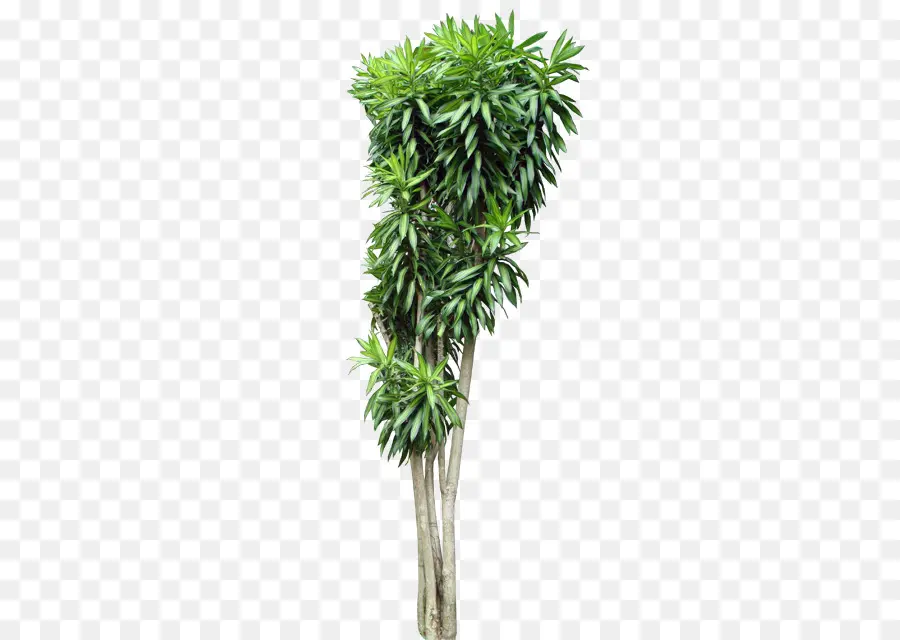 árbol Verde，Planta PNG