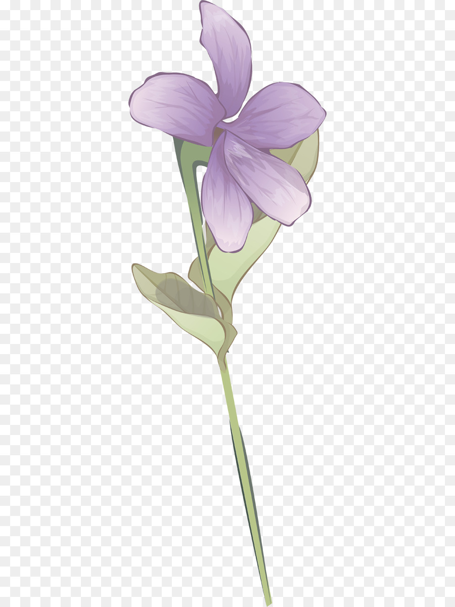 Iris Morado，Planta PNG