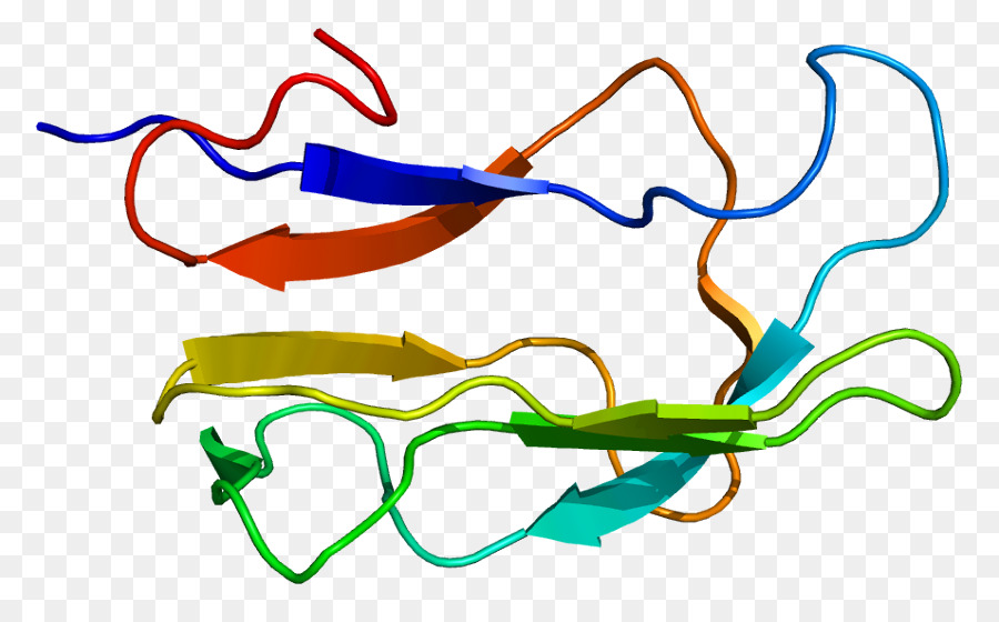 Estructura De La Proteína，Molécula PNG