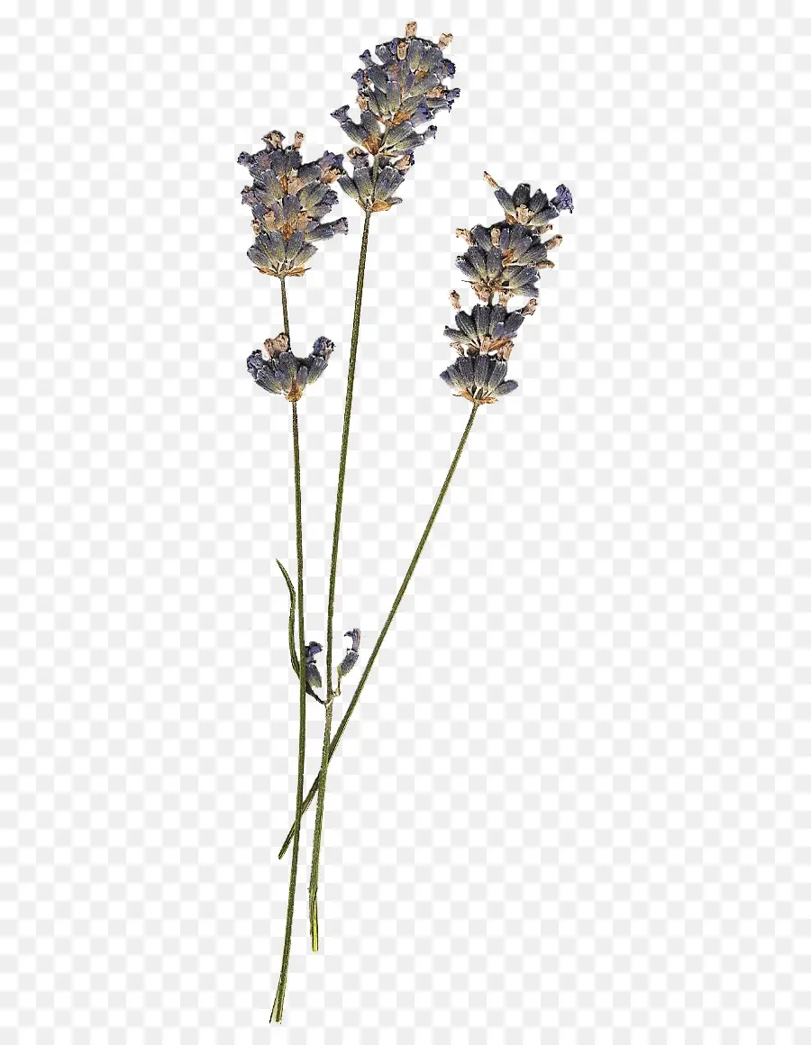 Lavanda，Tallos PNG