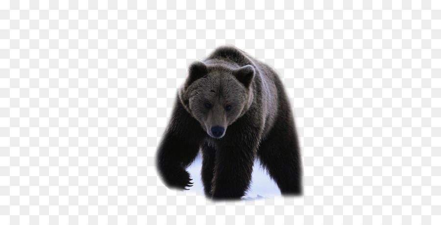 Oso Negro Americano，Oso PNG