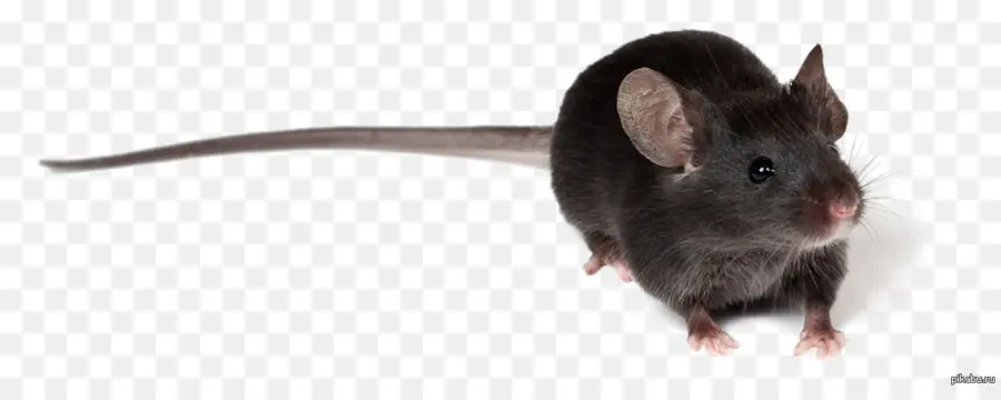 Rat，Mouse PNG