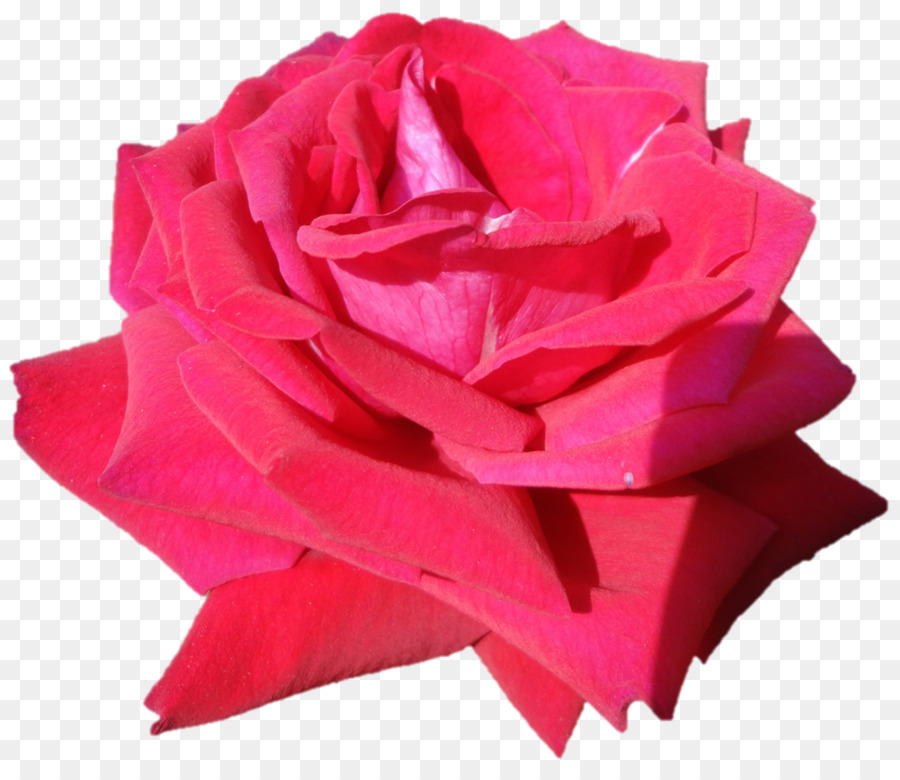 Las Rosas De Jardín，Col Rosa PNG