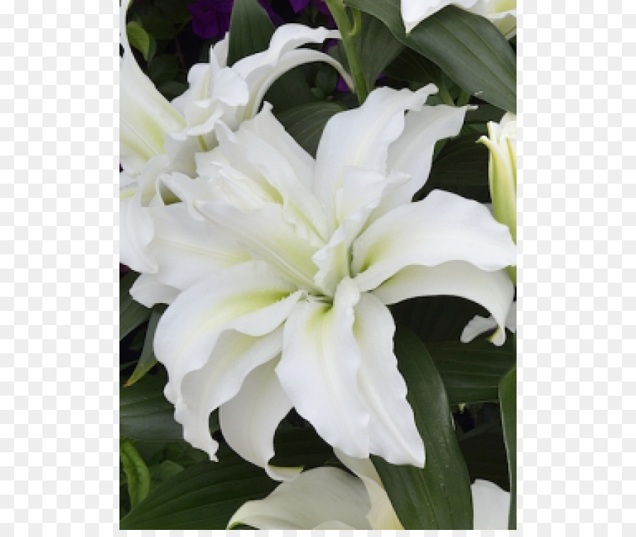 Lilium，Bombilla PNG